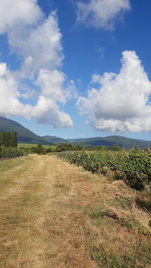 Apartamento Ravissant studio dans un cadre agréable Soultz-Haut-Rhin Exterior foto